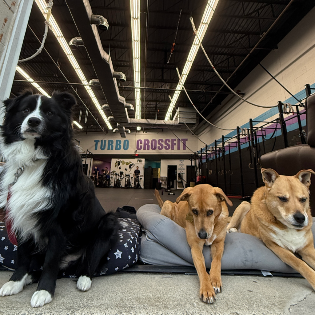 Turbo CrossFit community with gym dogs